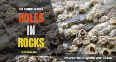 Barnacles: Masters of Rock Drilling?