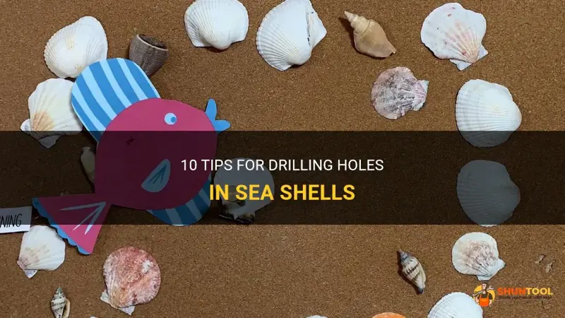 10 Tips For Drilling Holes In Sea Shells | ShunTool